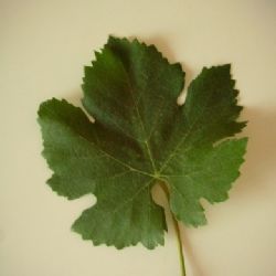moradella foglia