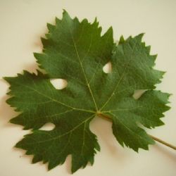 ughetta foglia