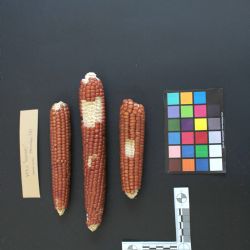 IMG 1855b